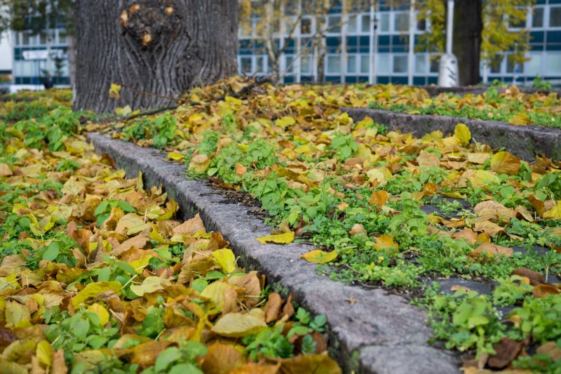 Leaf-Free Walkway