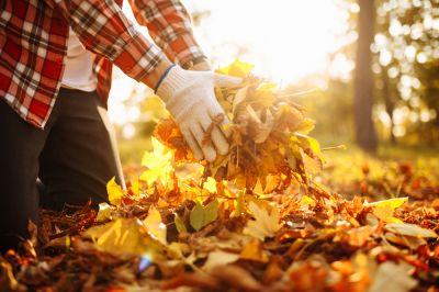 Protect Your Lawn from Pests, Molds, and Fungus!